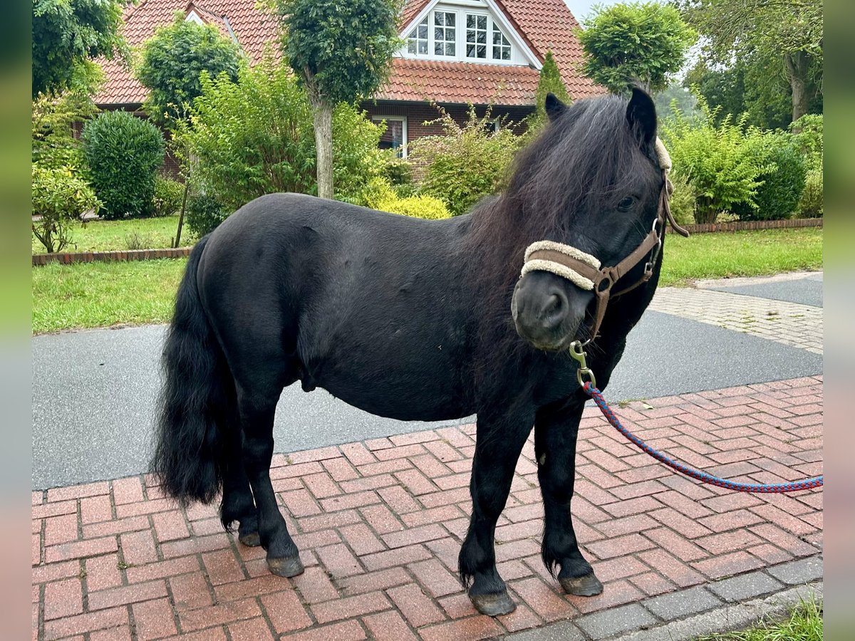 Shetland Ponys Hengst 8 Jahre 105 cm Rappe in Osterwald