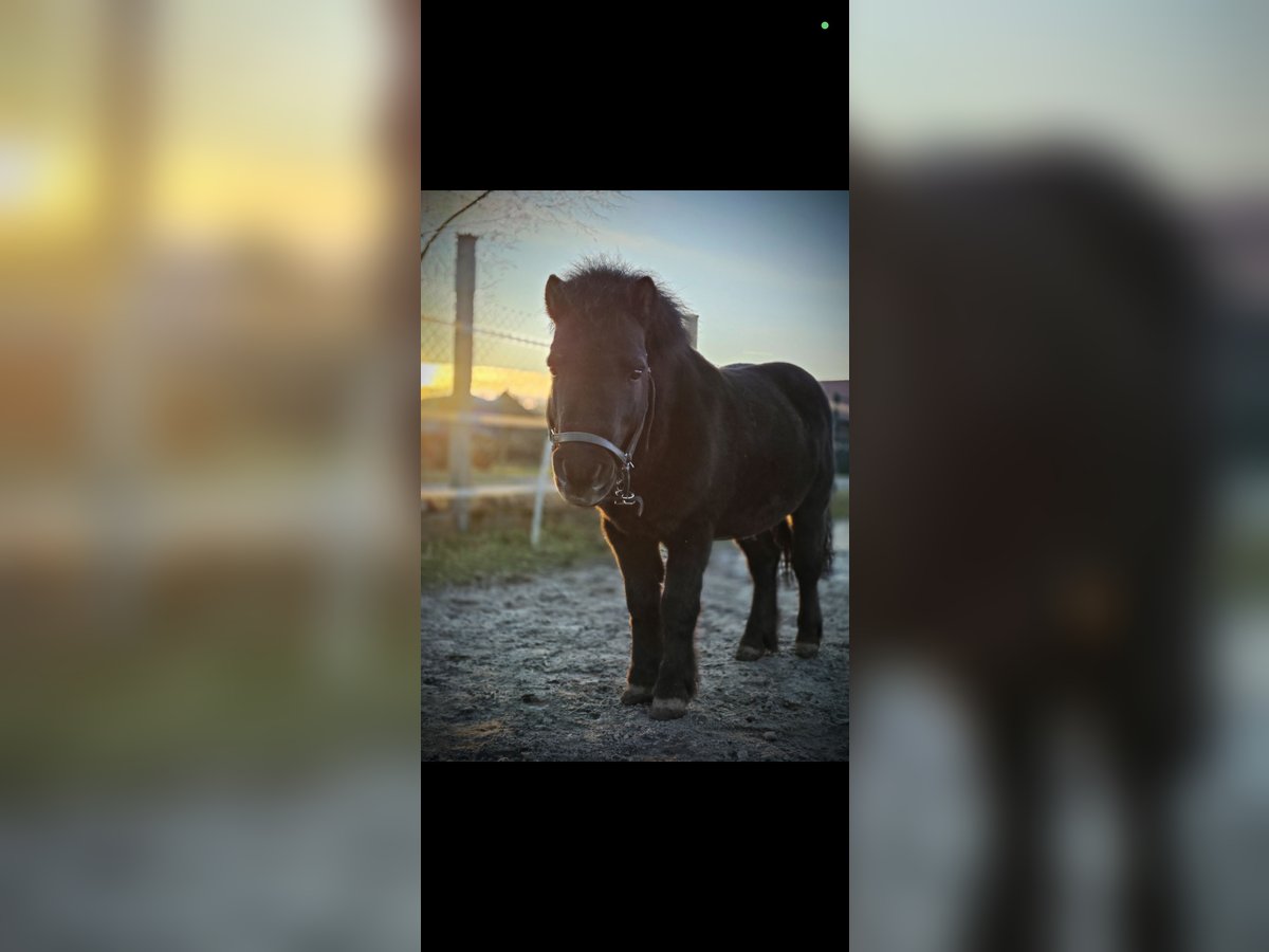 Shetland Ponys Hengst 9 Jaar 100 cm Zwart in Leibchel