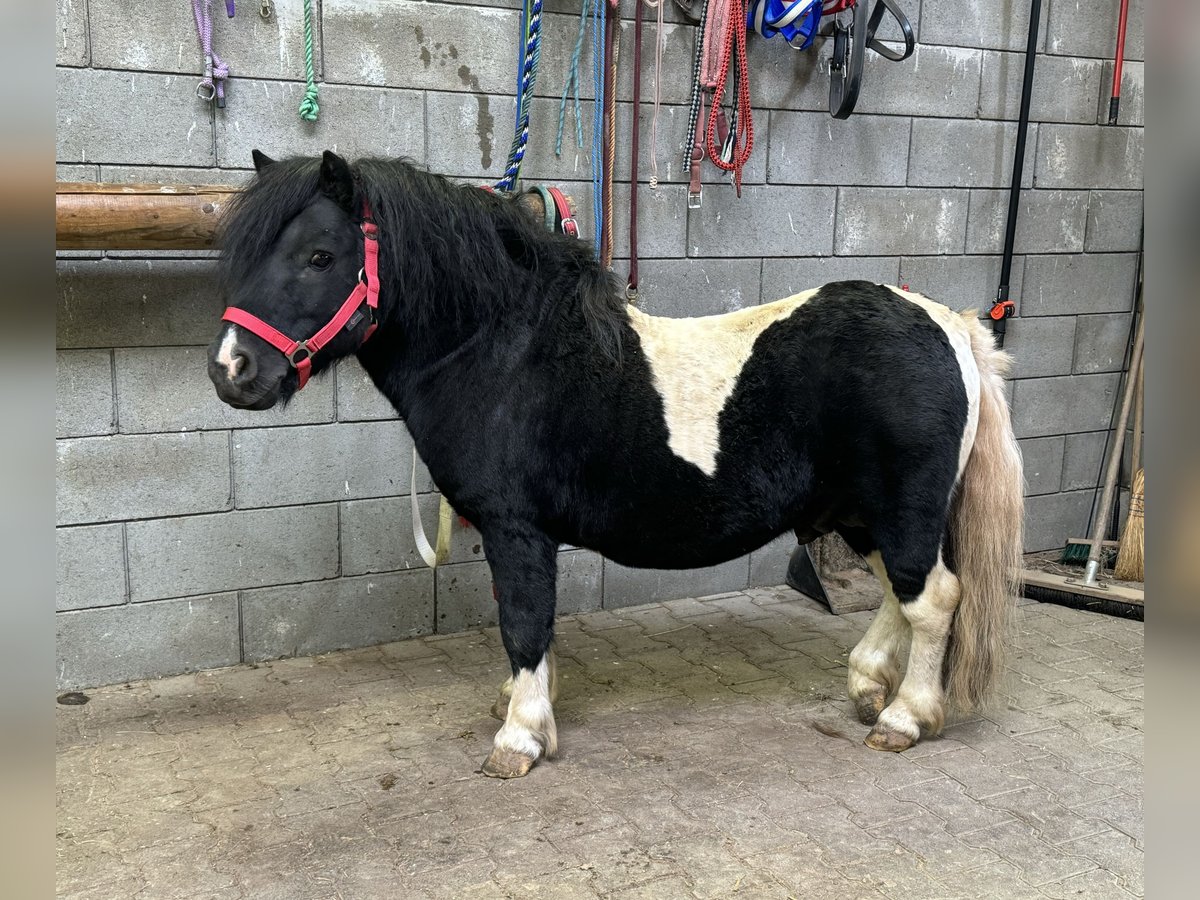 Shetland Ponys Hengst 9 Jaar 105 cm Gevlekt-paard in Daleiden