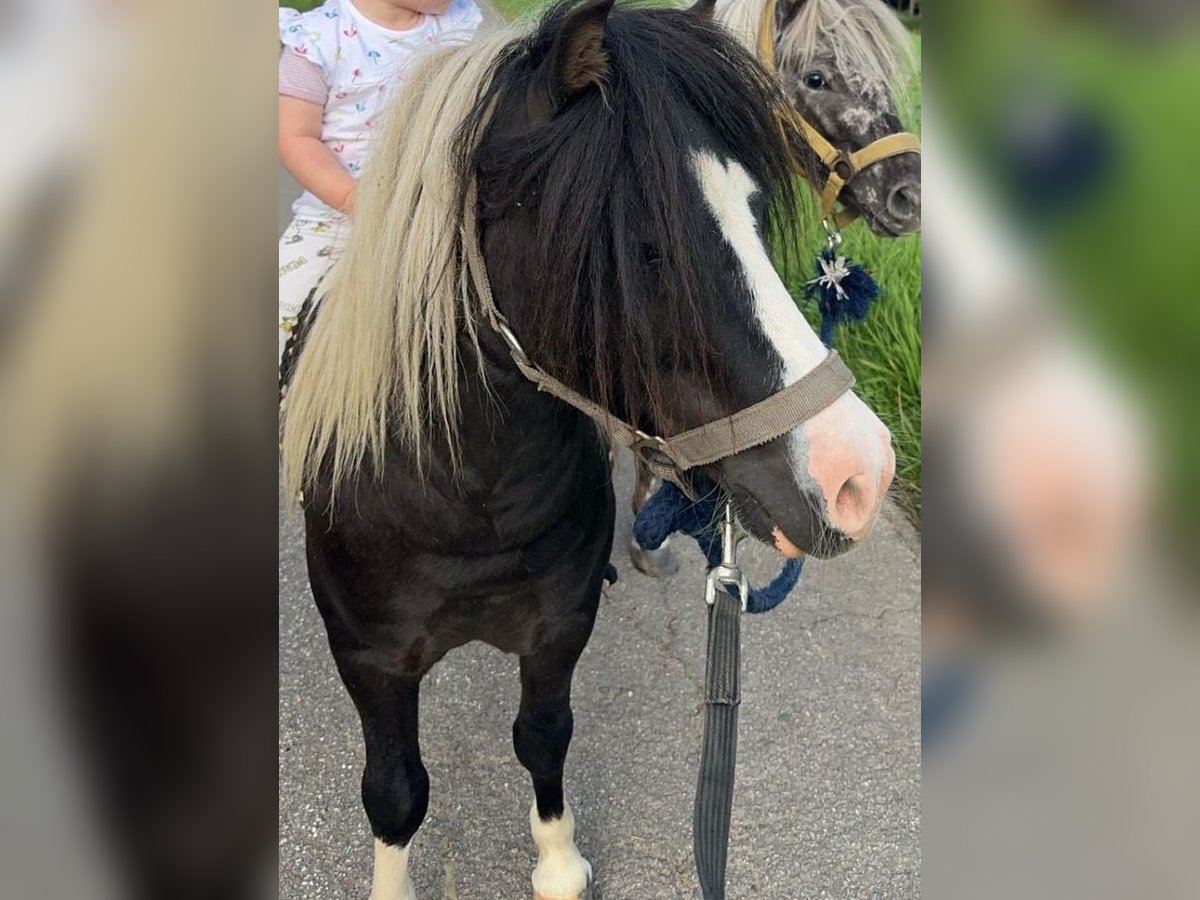 Shetland Ponys Hengst in Brilon