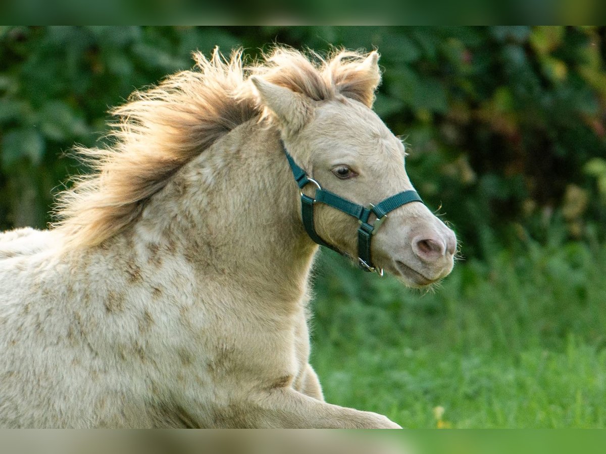 Shetland Ponys, Hengst in Groß Molzahn
