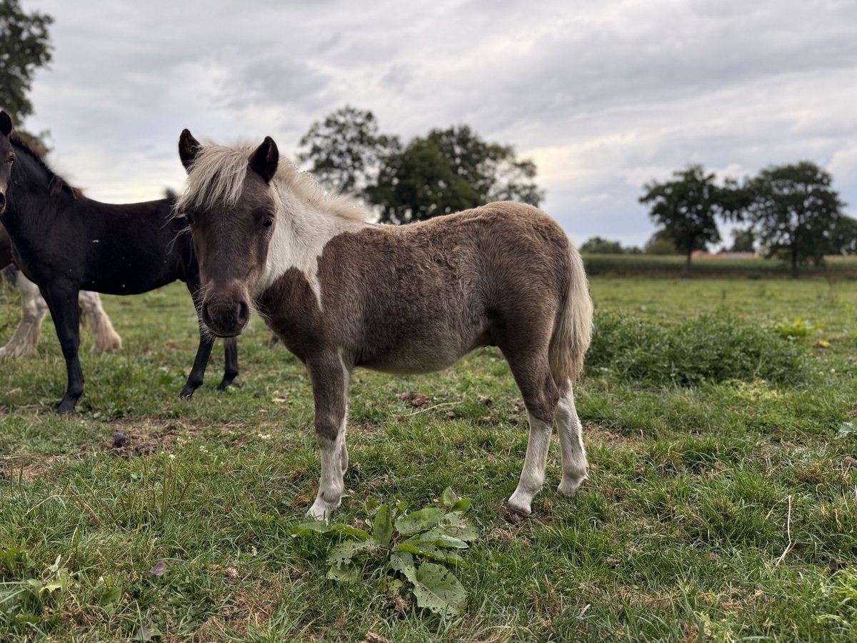 Shetland Ponys Hengst Fohlen (05/2025) 100 cm Schecke in Edewecht
