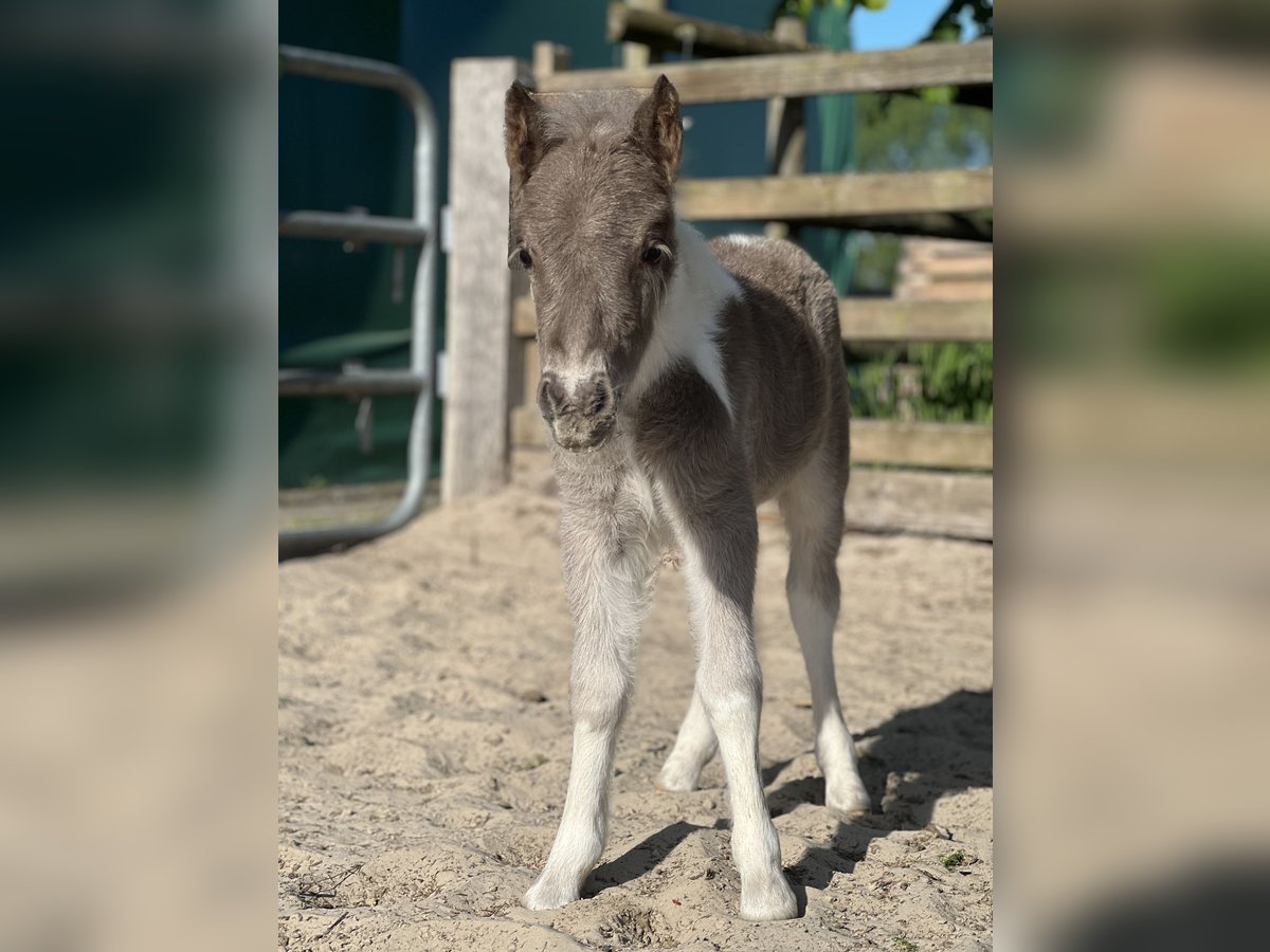 Shetland Ponys Hengst  100 cm Schecke in Edewecht