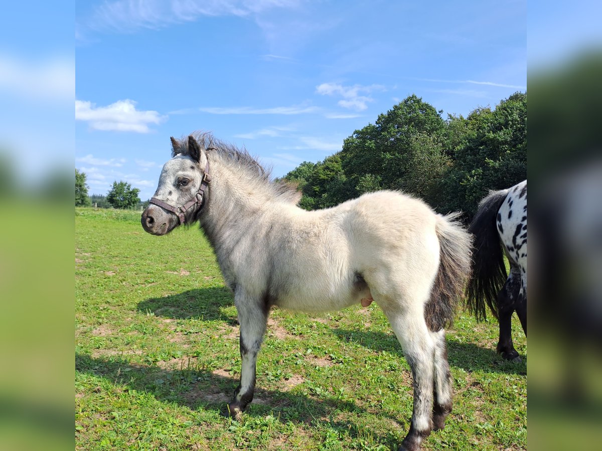 Shetland Ponys Hengst Fohlen (05/2024) 100 cm Tigerschecke in Paderborn