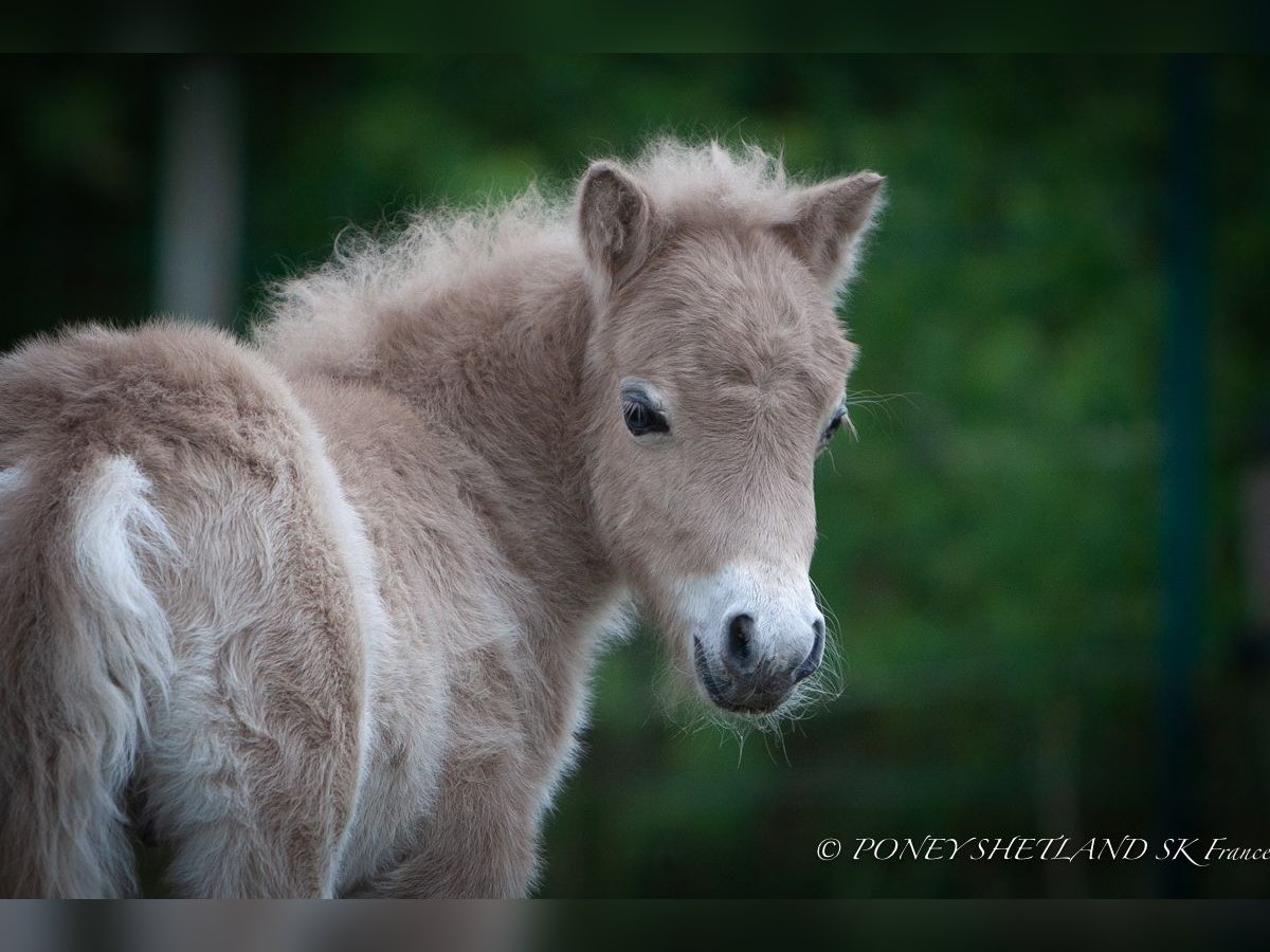 Shetland Ponys Hengst Fohlen (04/2025) 102 cm Fuchs in La Vespi&#xE8;re-Friardel