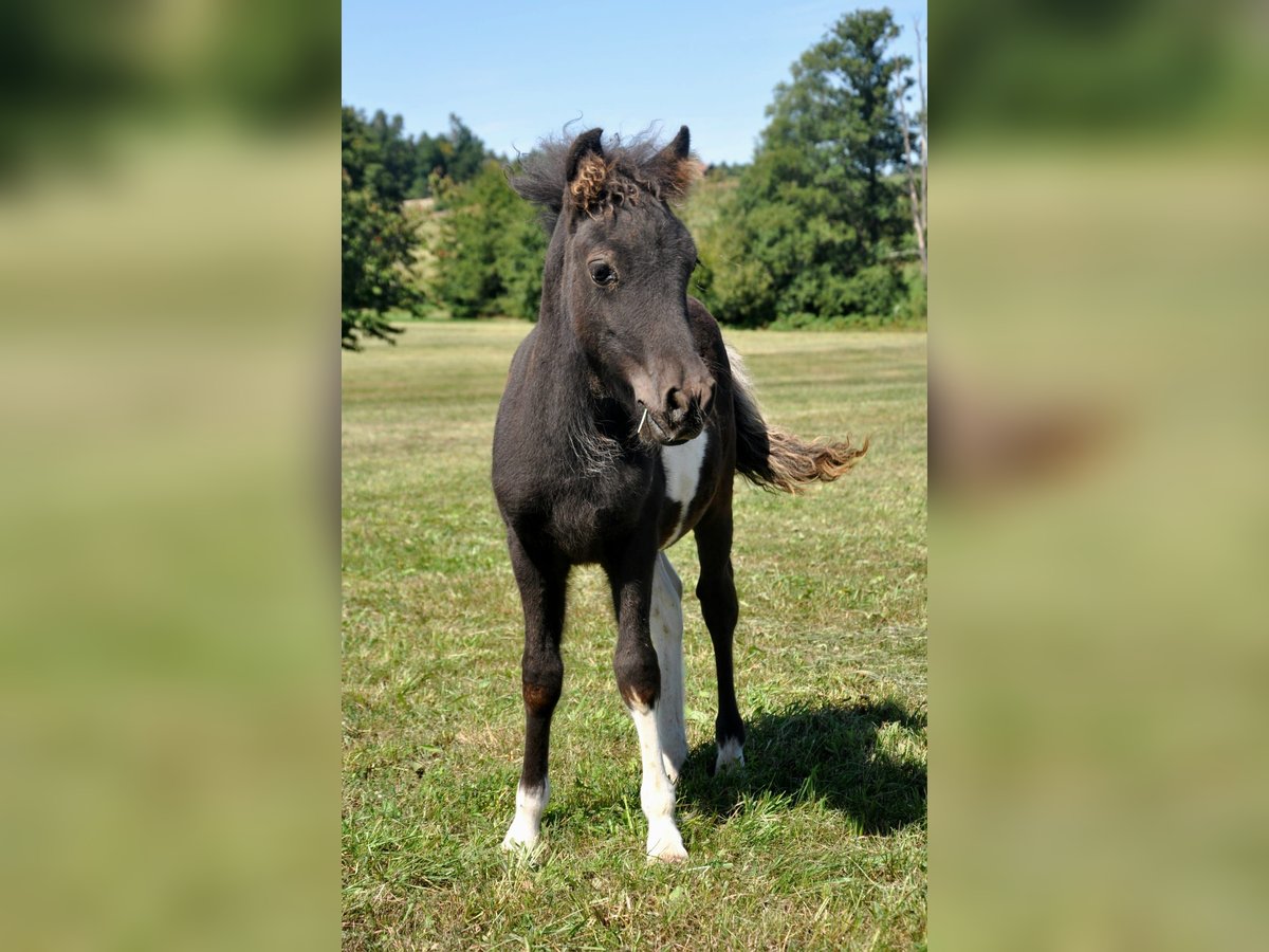 Shetland Ponys Hengst Fohlen (05/2025) 103 cm Schecke in Eckersdorf