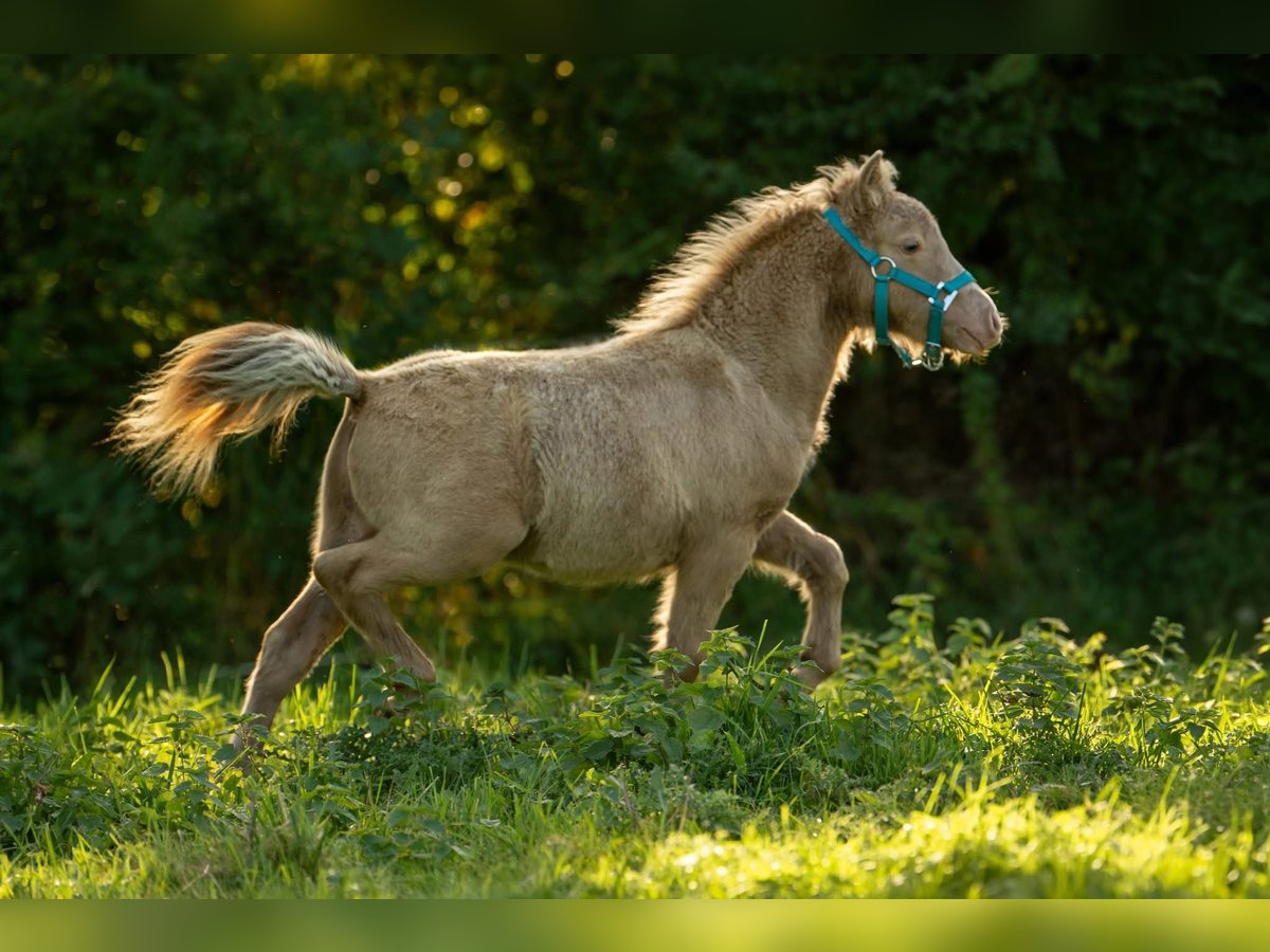 Shetland Ponys, Hengst in Groß Molzahn