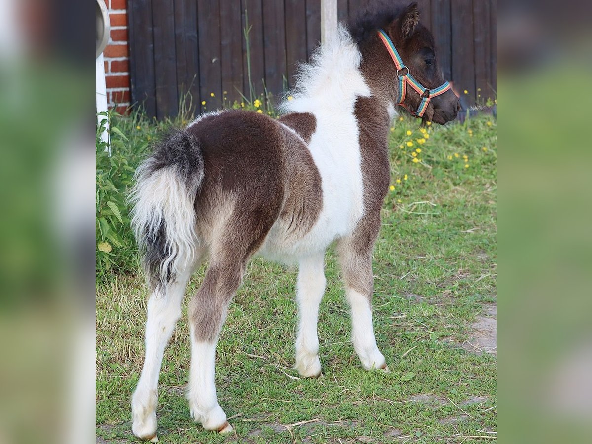 Shetland Ponys Hengst  104 cm Schecke in Hille