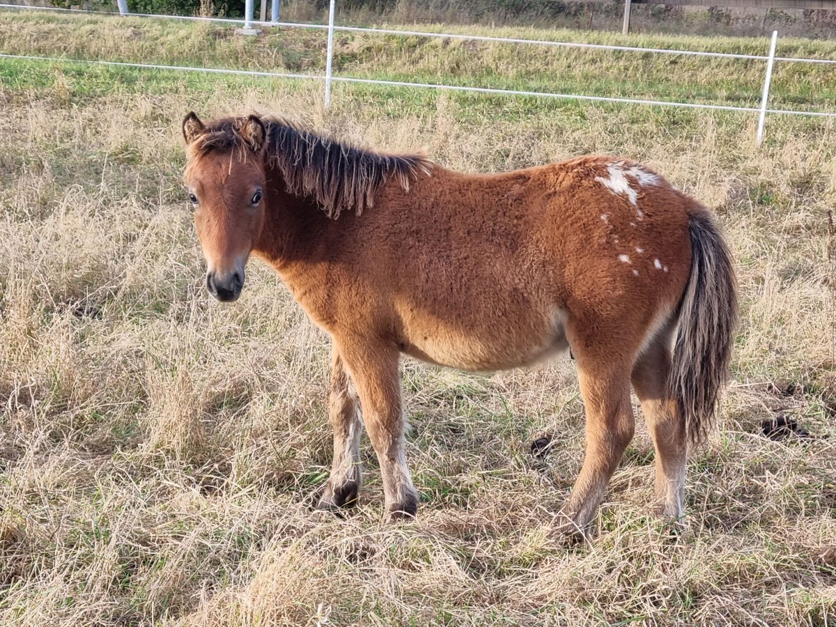 Shetland Ponys Hengst Fohlen (04/2024) 105 cm Tigerschecke in Behringen