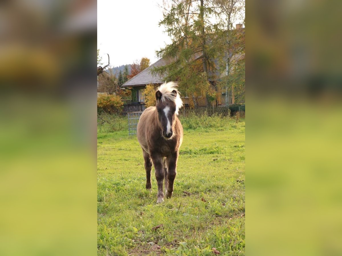 Shetland Ponys Mix Hengst Fohlen (05/2025) 110 cm in Bad Schandau