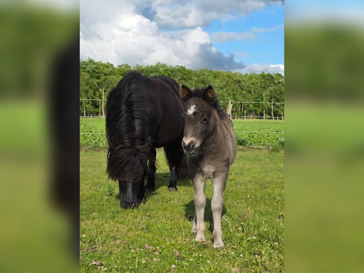 Shetland Ponys Hengst Fohlen (05/2025) 92 cm Rappe in H&#xE4;stveda