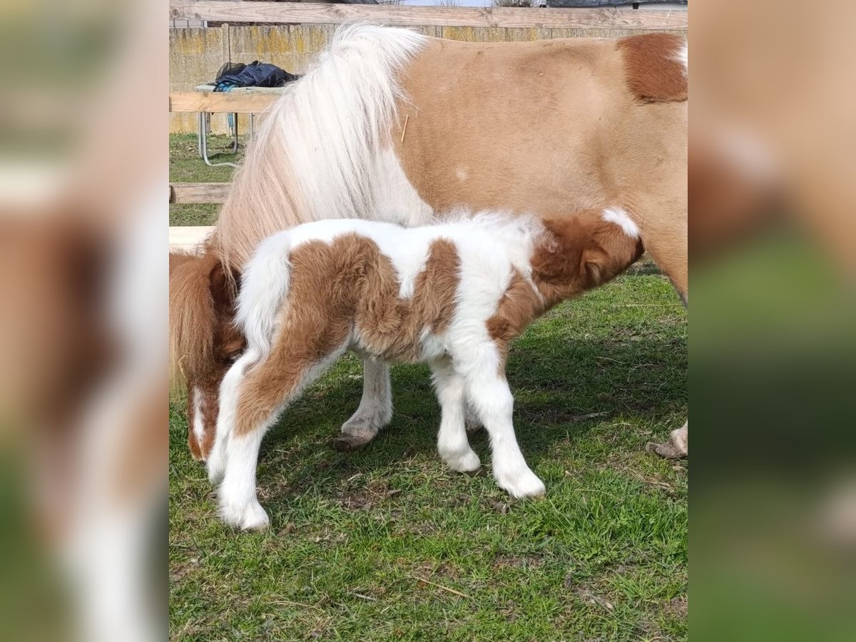 Shetland Ponys Hengst  92 cm Tobiano-alle-Farben in Revigny-sur-Ornain