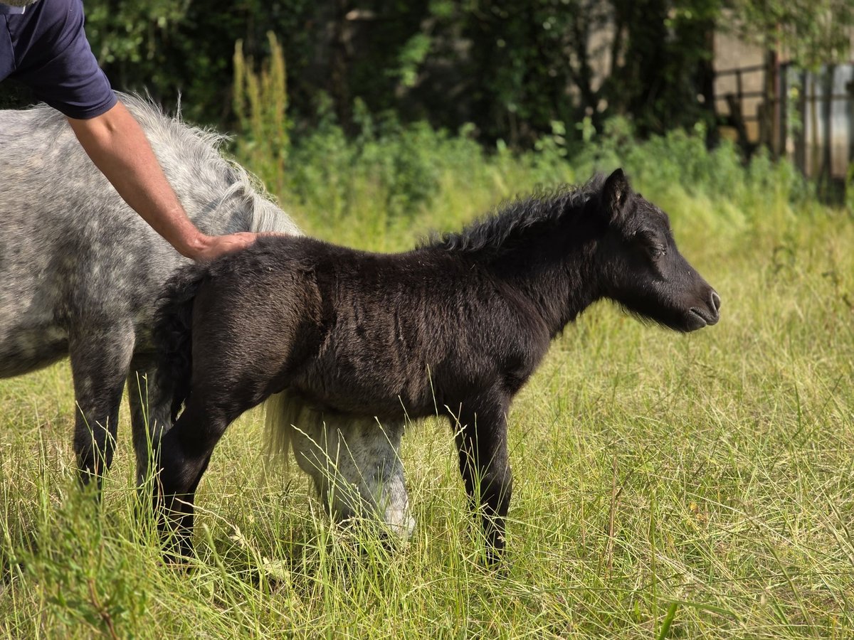 Shetland Ponys Hengst  95 cm Rappschimmel in VILLY EN AUXOIS