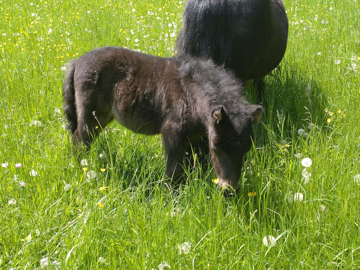 Shetland Ponys Hengst Fohlen (04/2025) 99 cm Rappe in Rutesheim