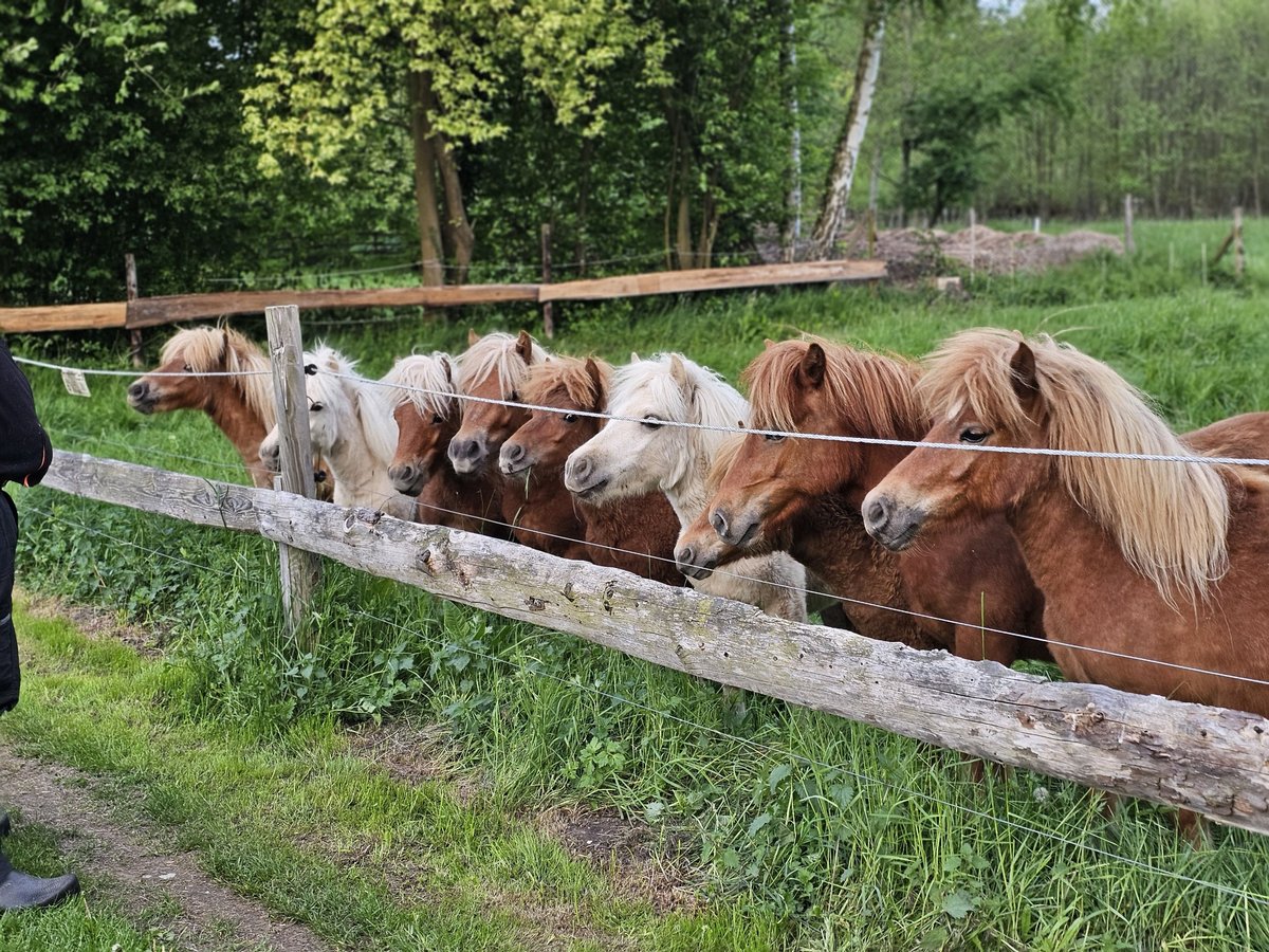 Shetland Ponys Hengst Fohlen (04/2025) Fuchs in Bergen (Dumme) Bergen