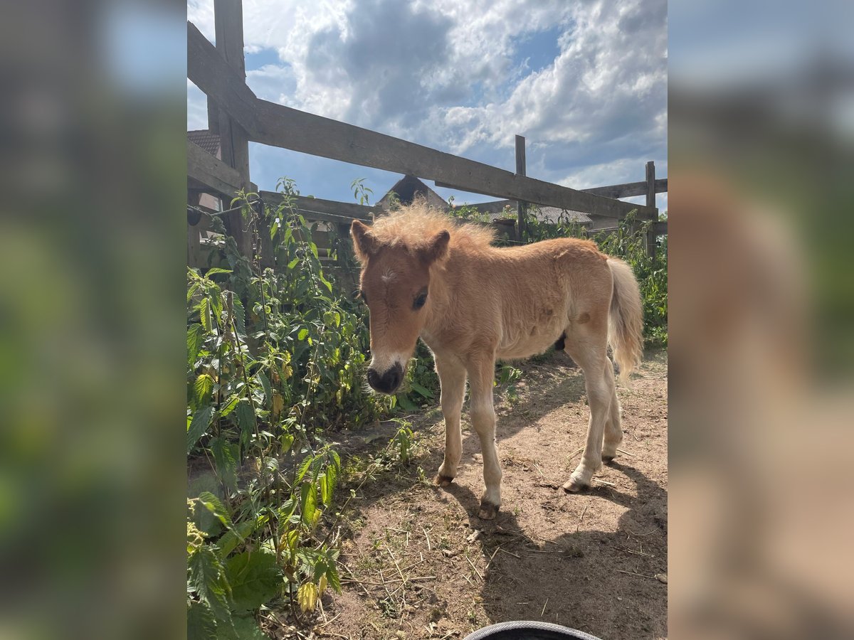 Shetland Ponys Hengst  Fuchs in Freystadt