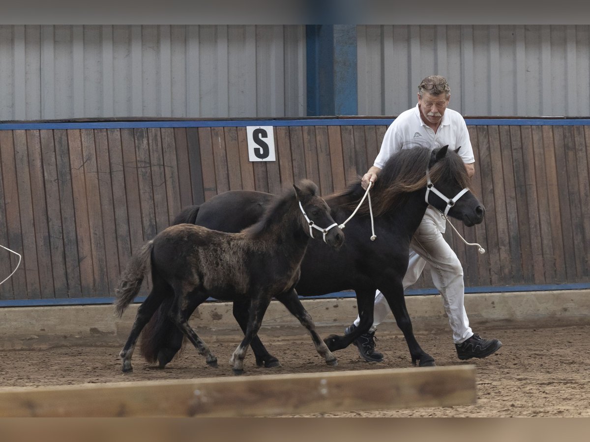 Shetland Ponys Hengst Fohlen (05/2024) Rappe in Eesergroen