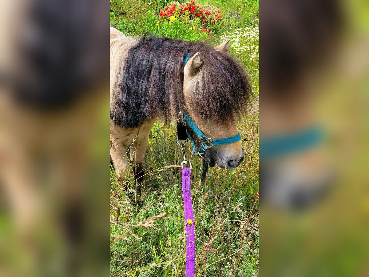 Shetland Ponys Hengst Palomino in Rijsbergen