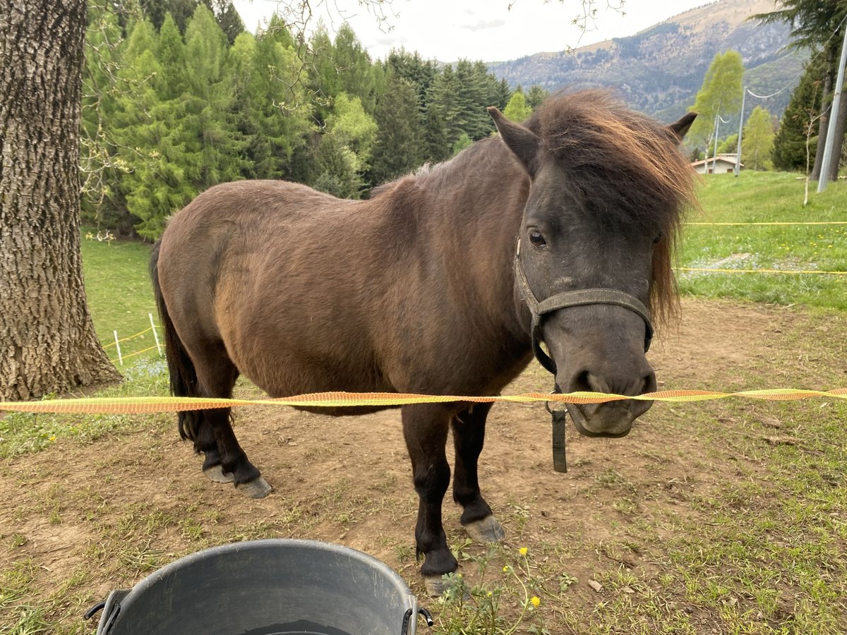 Shetland Ponys Hengst Rappe in Songavazzo