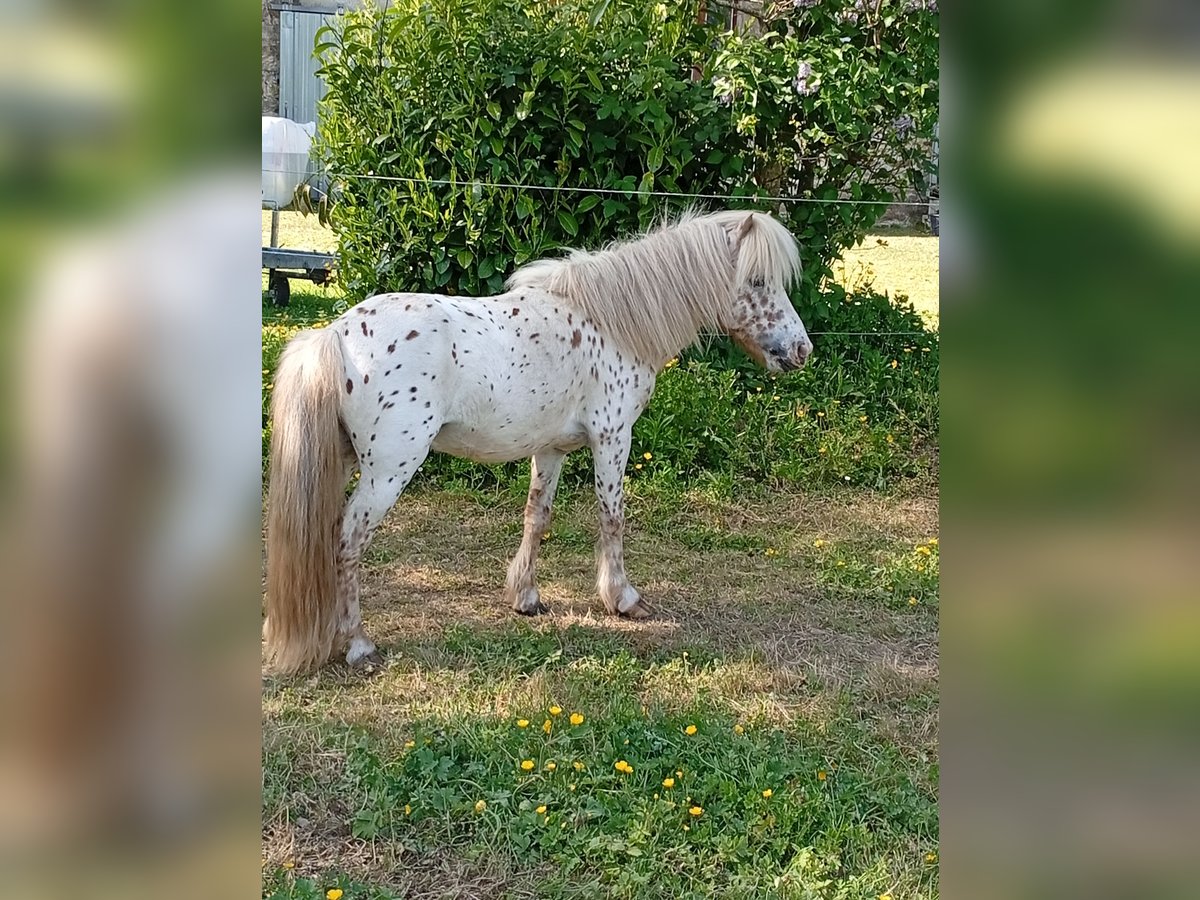 Shetland Ponys Mix Hengst Tigerschecke in Mortain