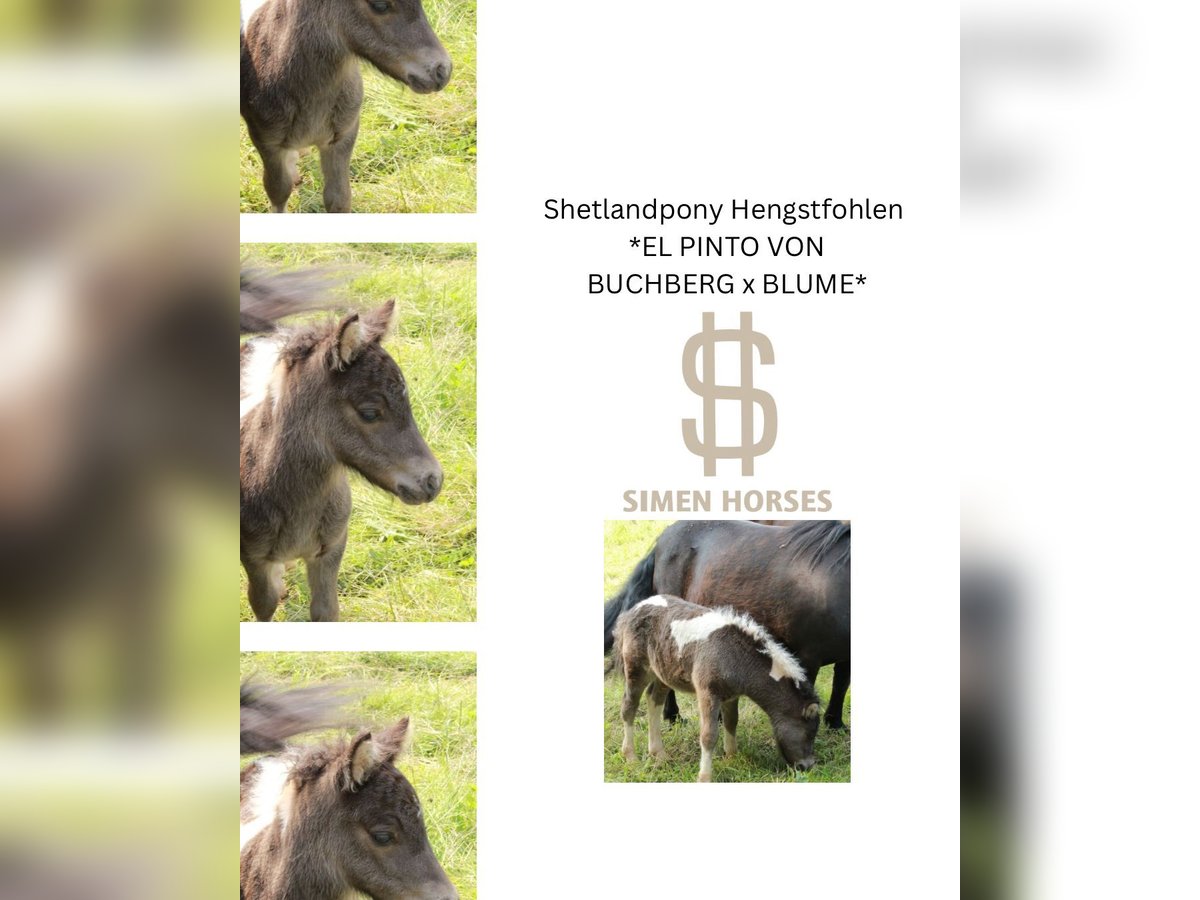 Shetland Ponys Hengst Veulen (05/2025) 100 cm Gevlekt-paard in Steinen