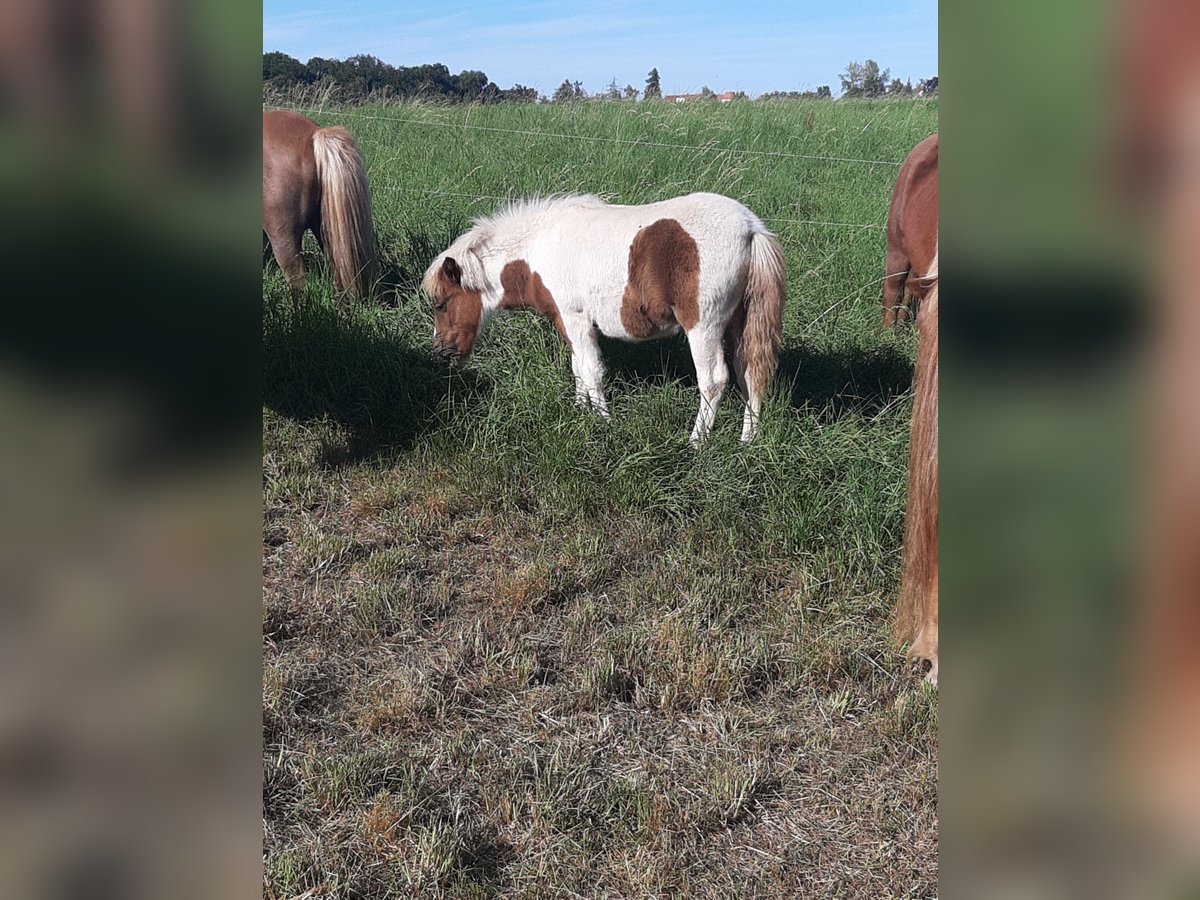 Shetland Ponys Hengst Veulen (04/2025) 103 cm Gevlekt-paard in Meerane
