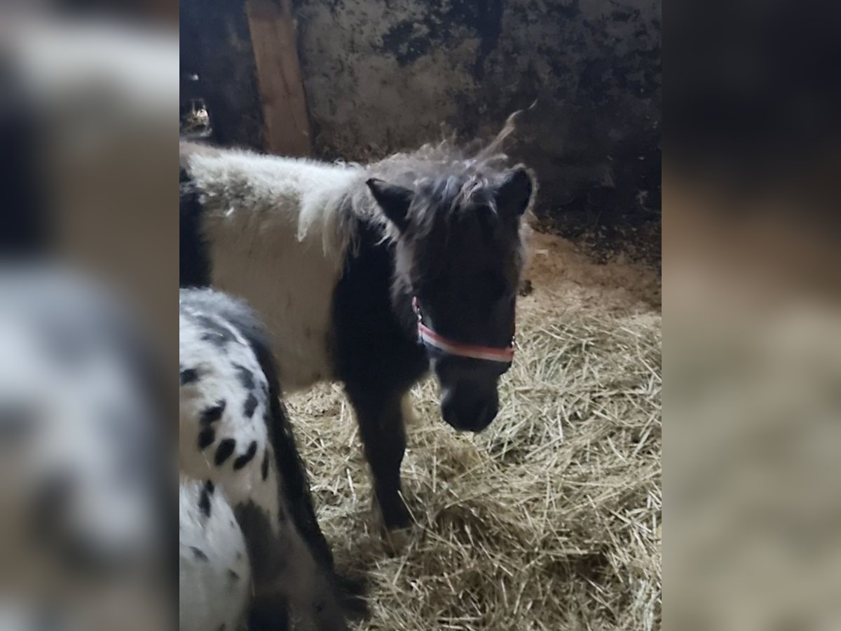 Shetland Ponys Hengst Veulen (04/2025) 72 cm Gevlekt-paard in Bad Essen