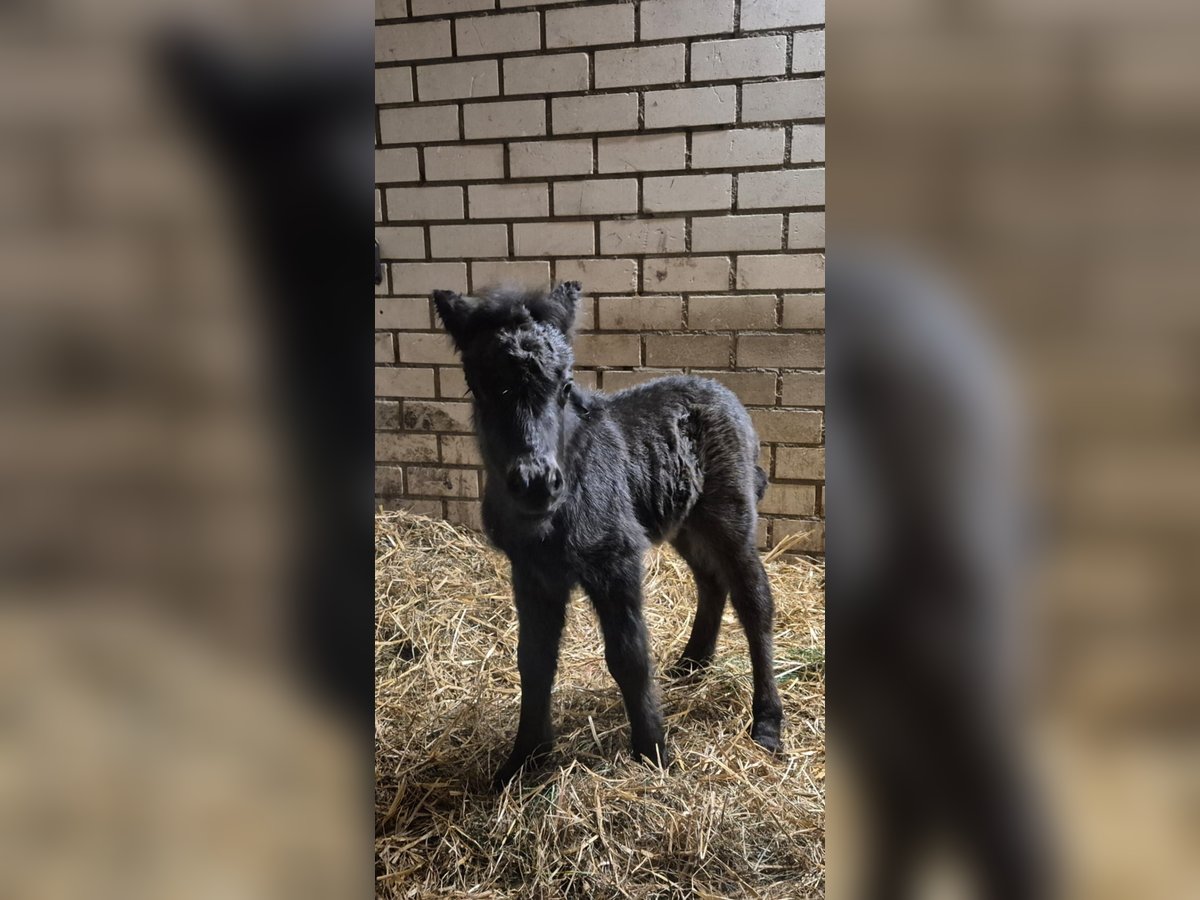 Shetland Ponys Hengst Veulen (06/2025) Buckskin in Velddriel
