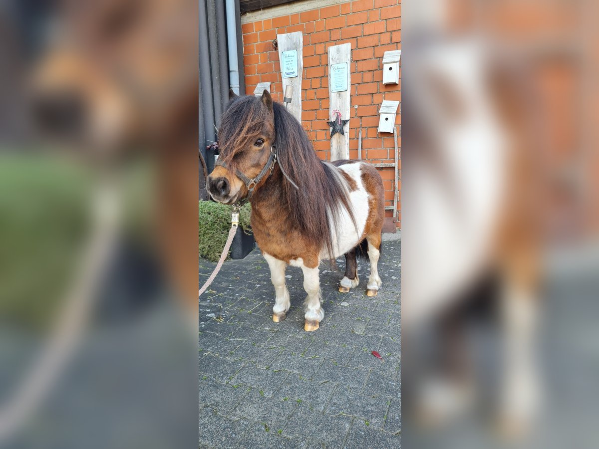 Shetland Ponys Hengst in Hopsten