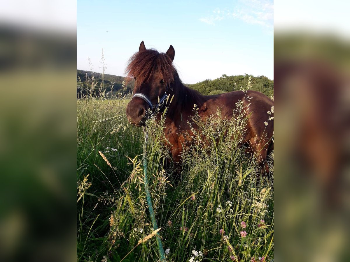 Shetland Ponys Merrie 10 Jaar 101 cm Donkerbruin in Selters (Taunus)