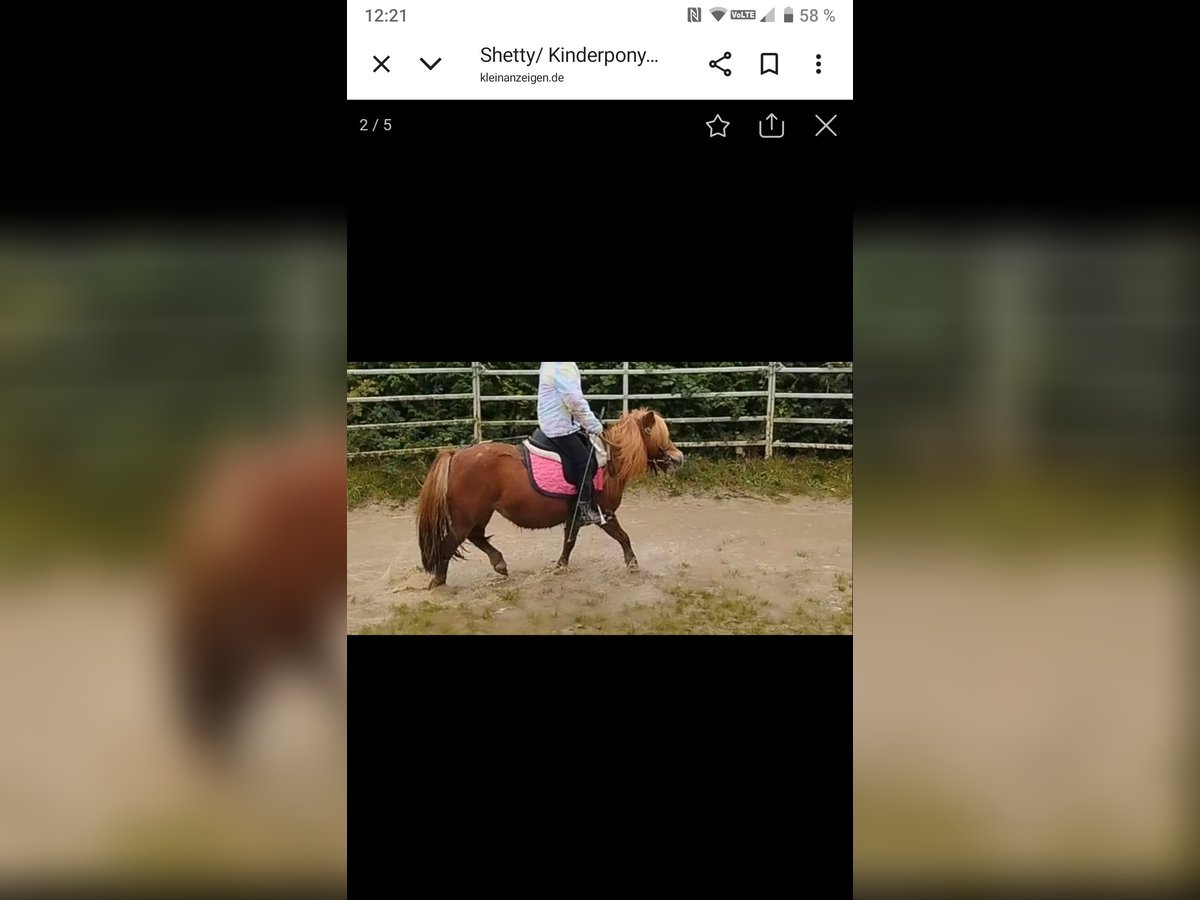Shetland Ponys Merrie 10 Jaar 91 cm Vos in Hahnenknoop