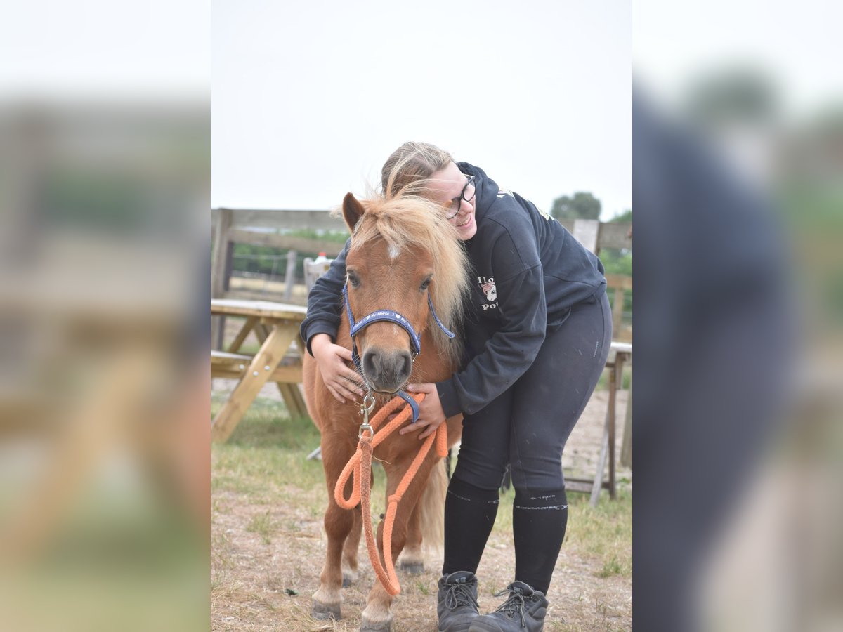 Shetland Ponys Merrie 10 Jaar Vos in Achtmaal