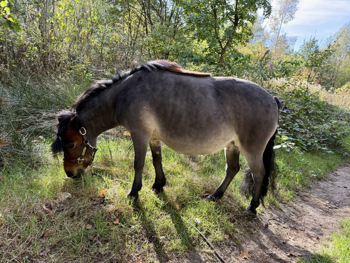 Shetland Ponys Merrie 11 Jaar 88 cm Bruin in Reinbek