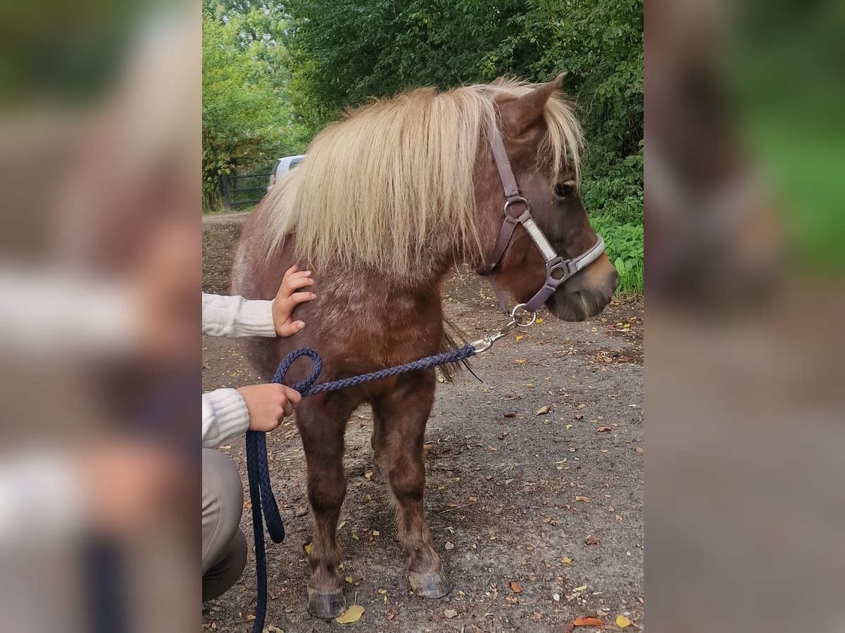 Shetland Ponys Merrie 11 Jaar 90 cm Roan-Bay in GROTE-BROGEL