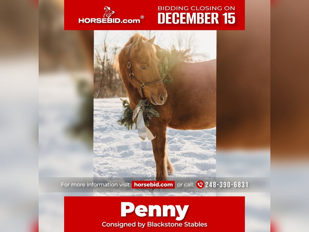 Shetland Ponys Merrie 12 Jaar 122 cm Donkere-vos in Howell