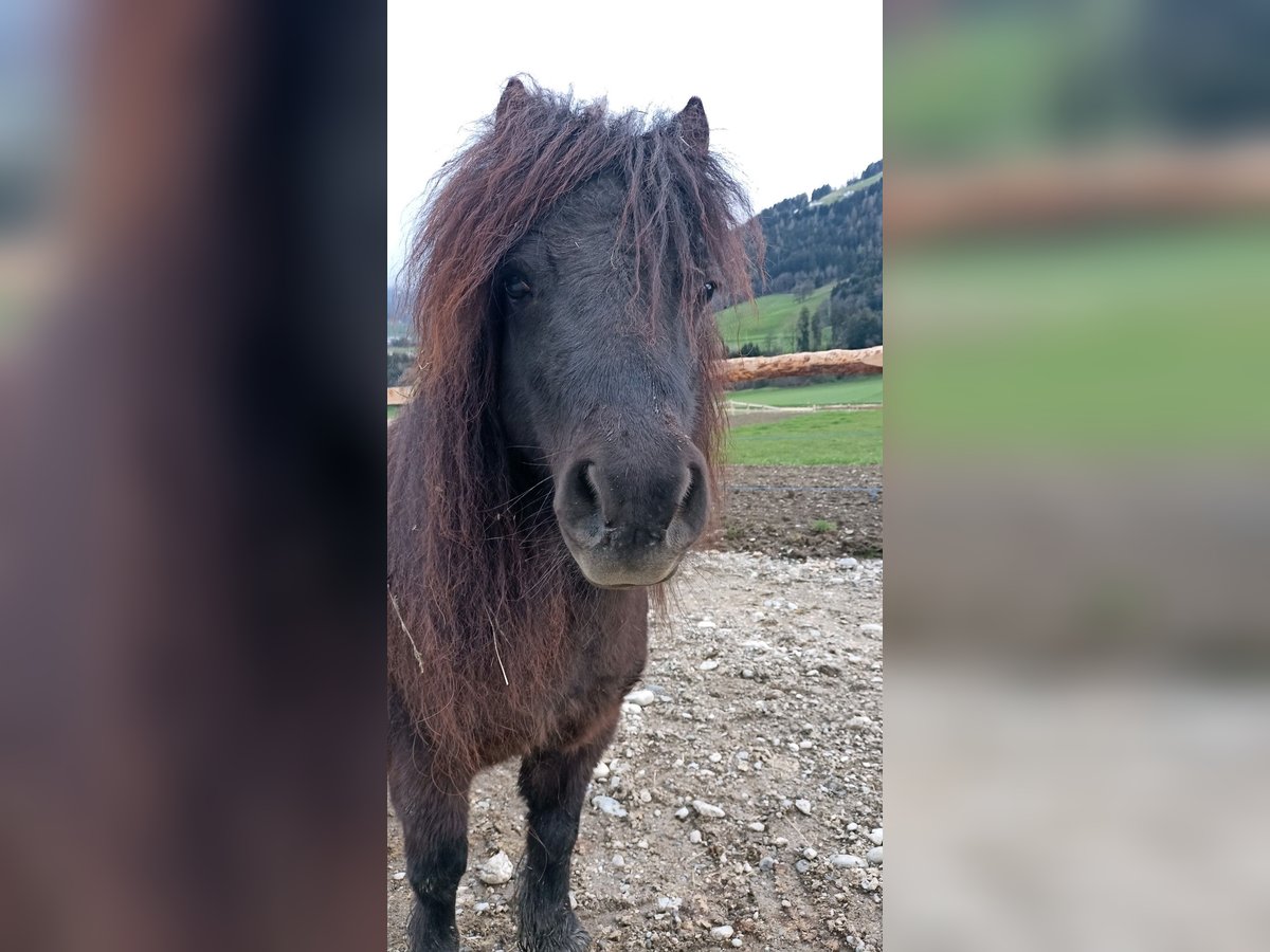 Shetland Ponys Merrie 12 Jaar 80 cm Zwart in Wattenberg