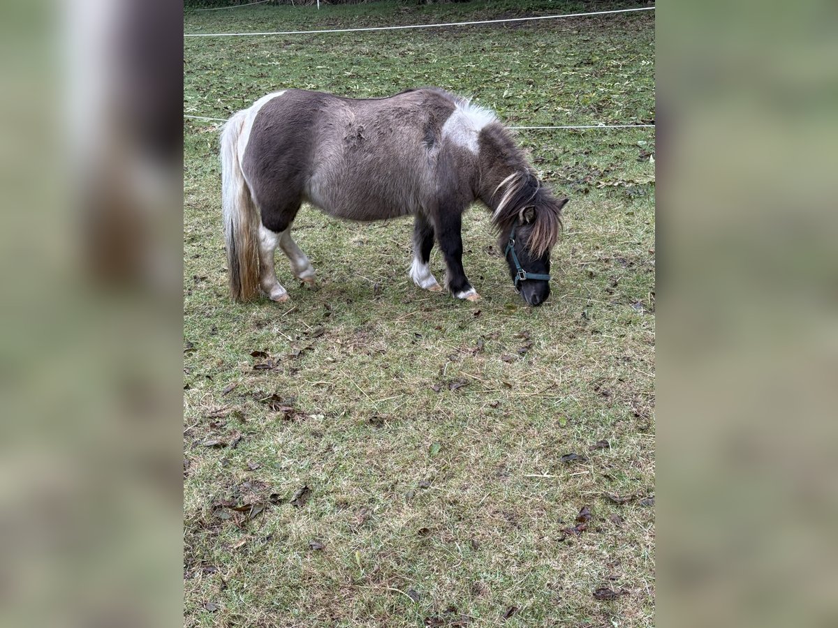 Shetland Ponys Merrie 12 Jaar Overo-alle-kleuren in Fehmarn