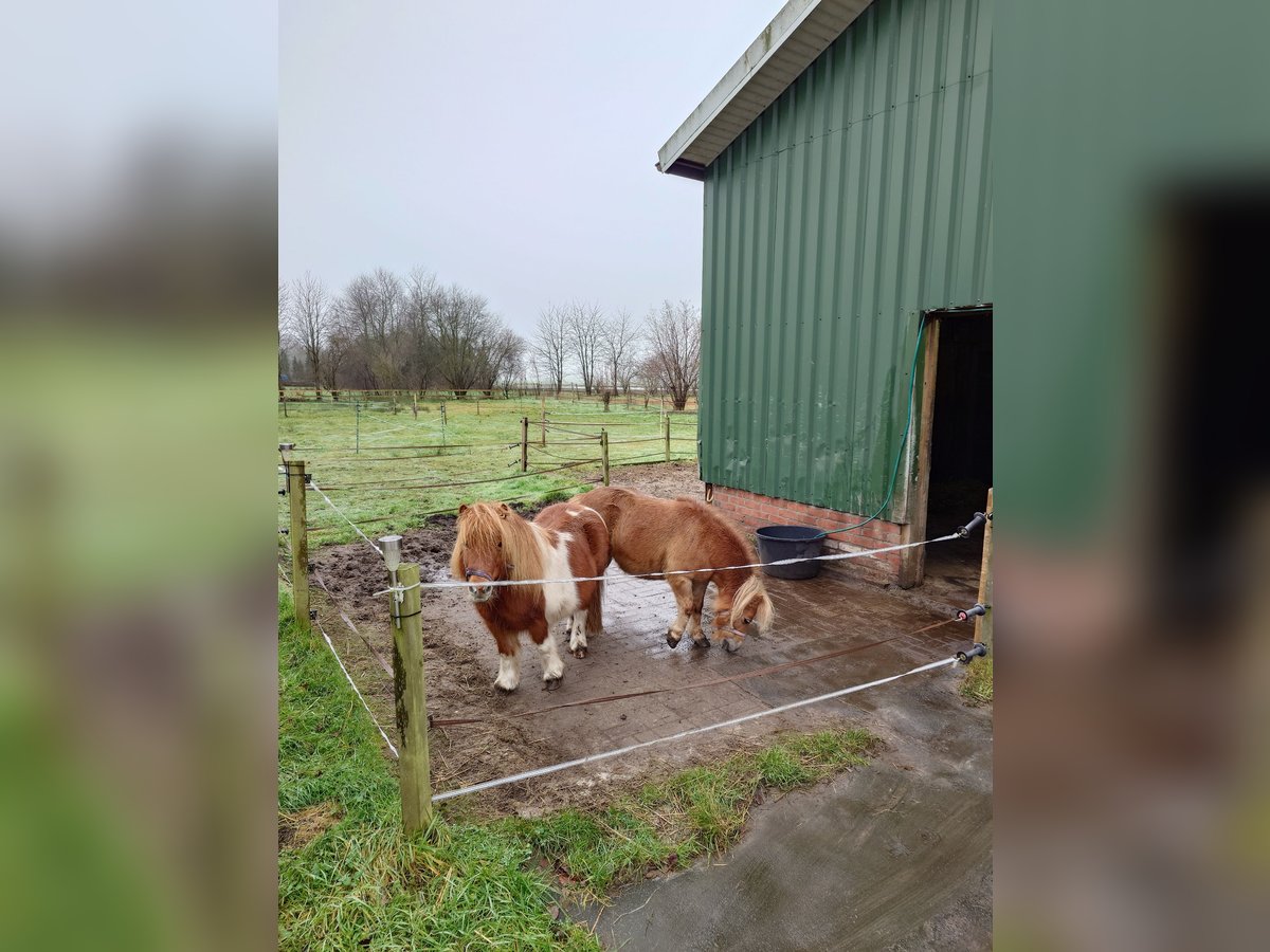 Shetland Ponys Merrie 13 Jaar 100 cm Vos in Klazienaveen