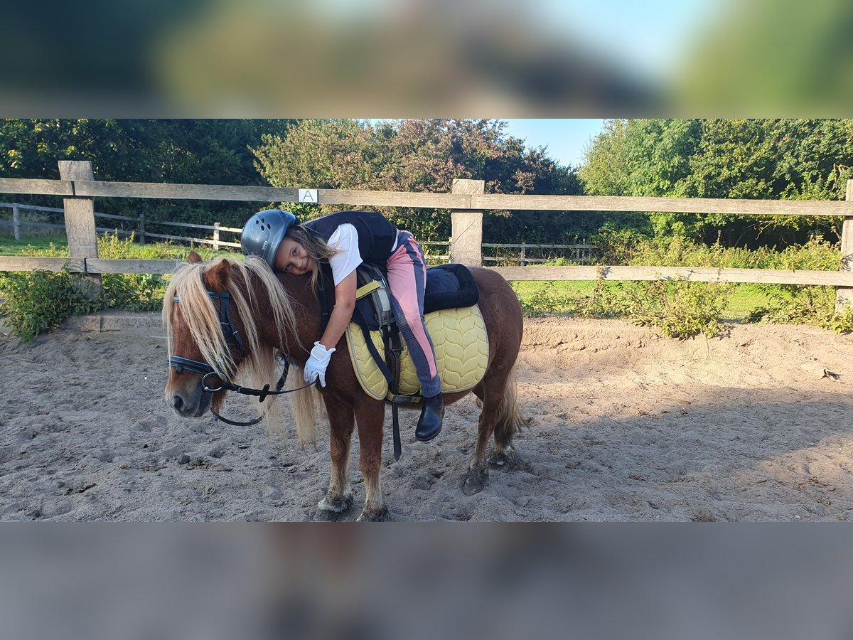 Shetland Ponys Merrie 14 Jaar 90 cm Vos in Timmendorfer Strand