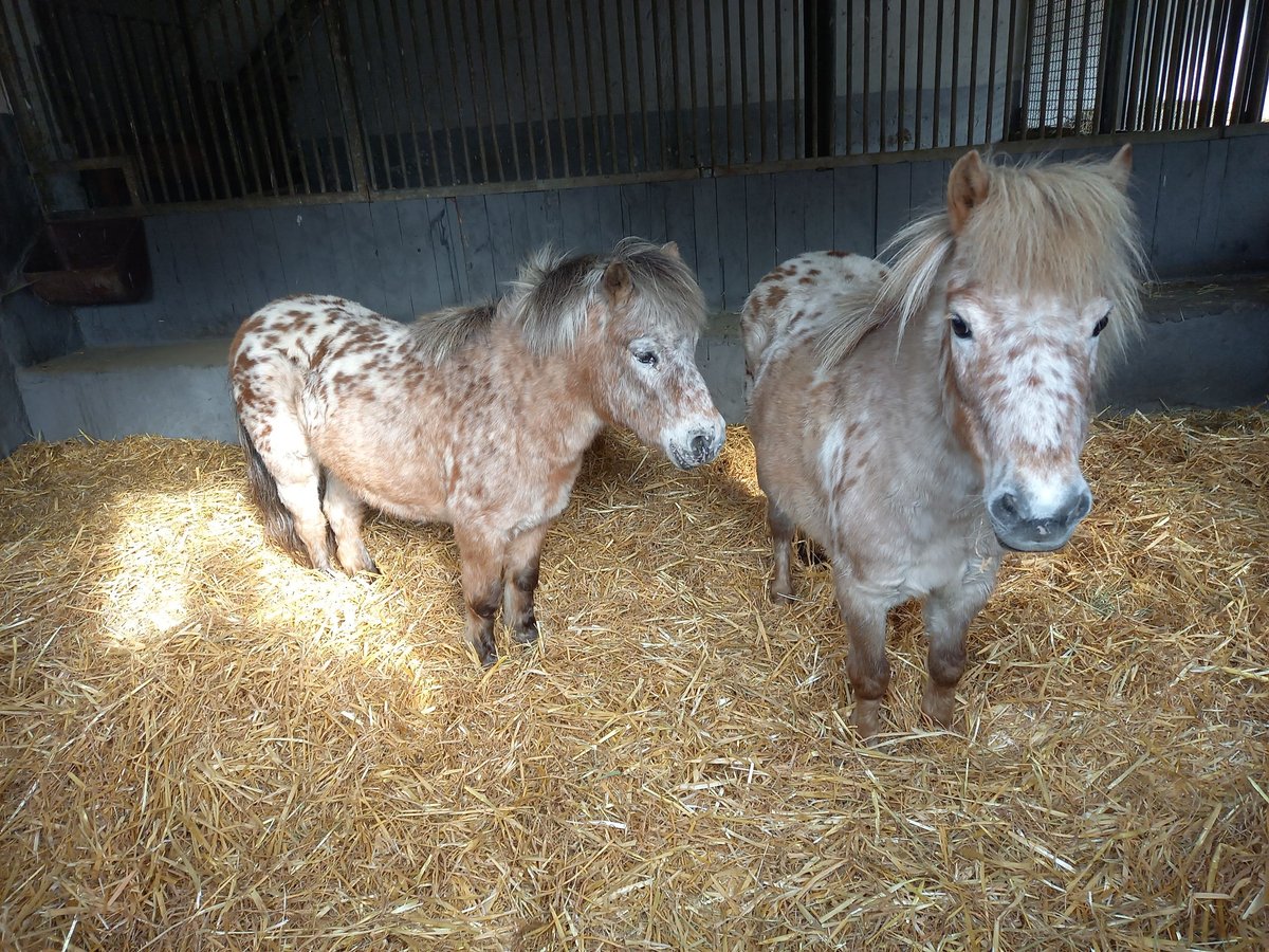Shetland Ponys Merrie 14 Jaar 95 cm Appaloosa in Mettmann