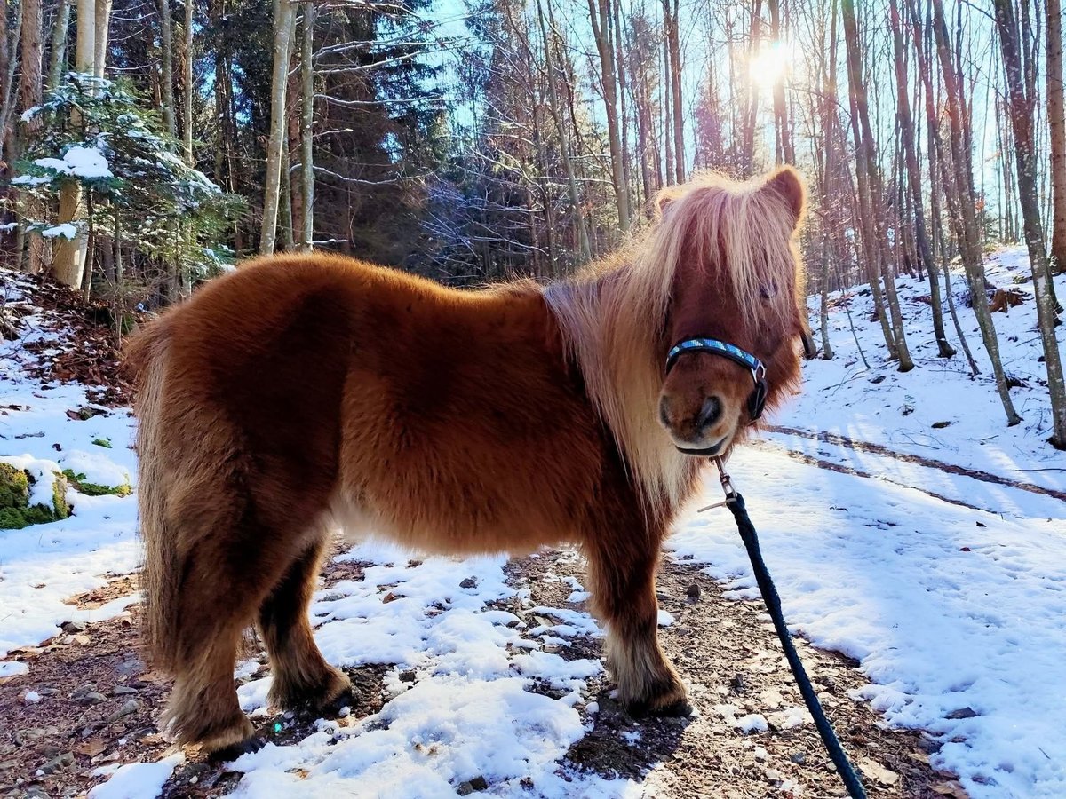 Shetland Ponys Merrie 16 Jaar 80 cm Vos in Fraxern
