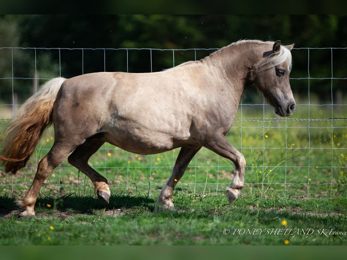 Shetland Ponys Merrie 19 Jaar 100 cm Vos in DEAUVILLE