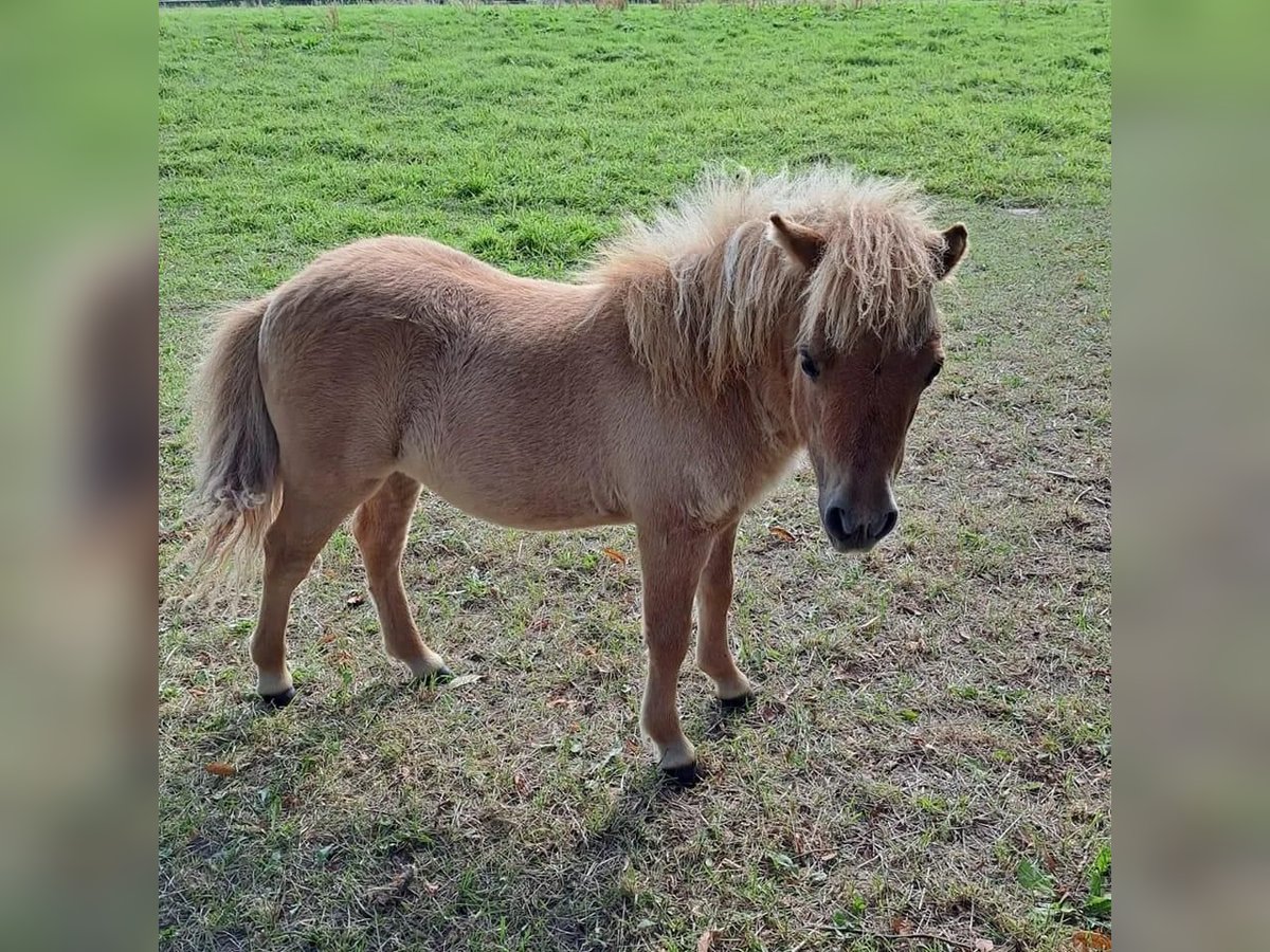 Shetland Ponys Merrie 1 Jaar 80 cm Falbe in Großenkneten
