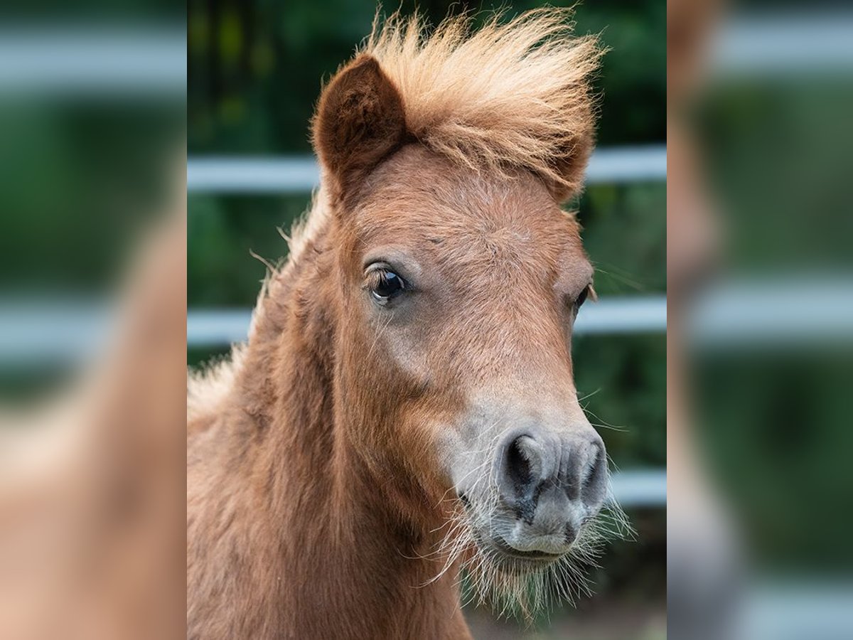 Shetland Ponys Merrie 1 Jaar 80 cm Vos in Legionowo