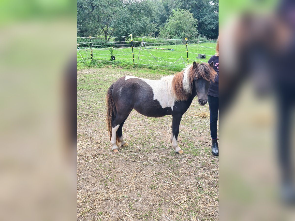 Shetland Ponys Merrie 1 Jaar 95 cm Gevlekt-paard in Verden (Aller)