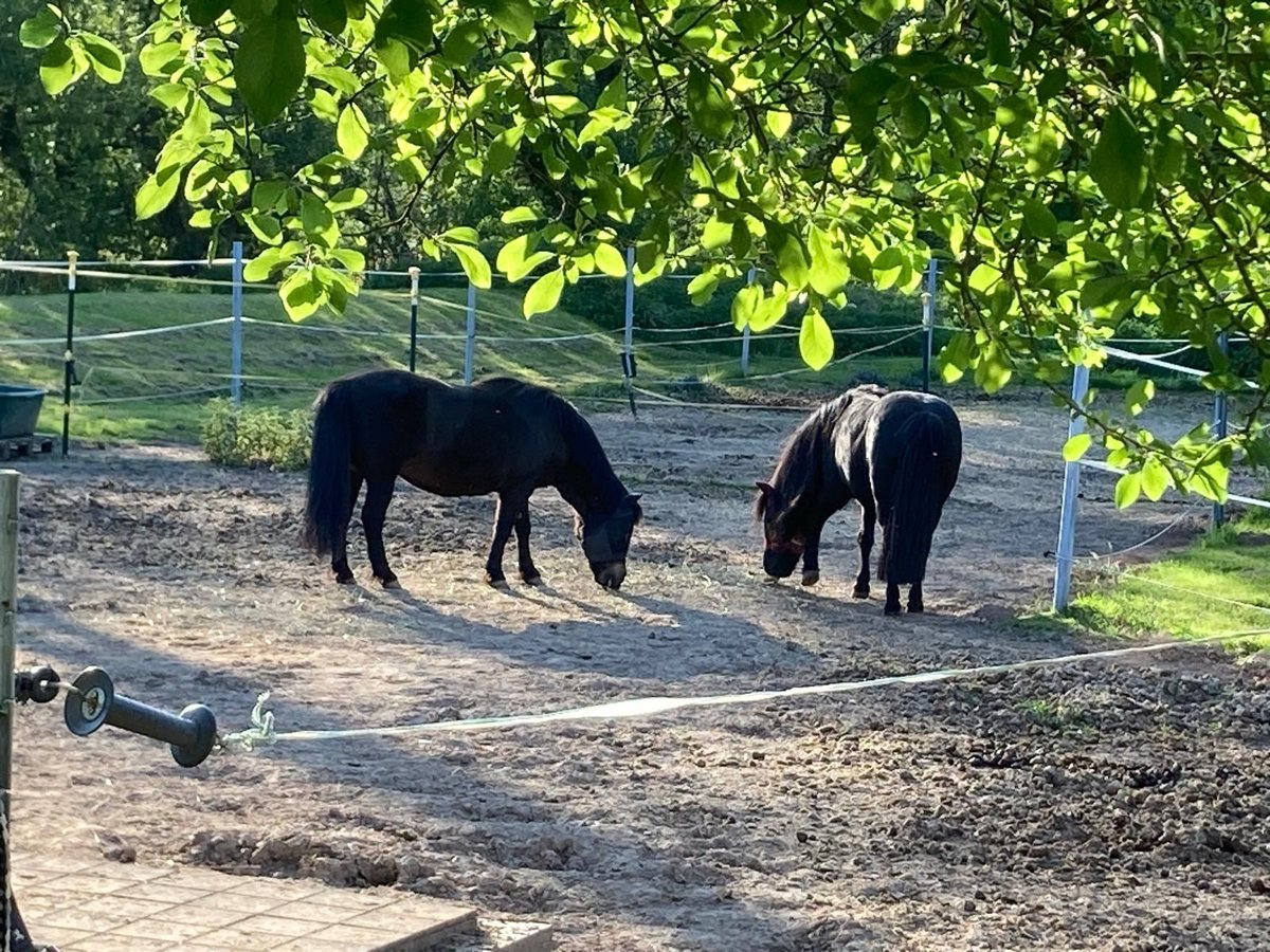 Shetland Ponys Merrie 20 Jaar 110 cm Zwart in Staufenberg