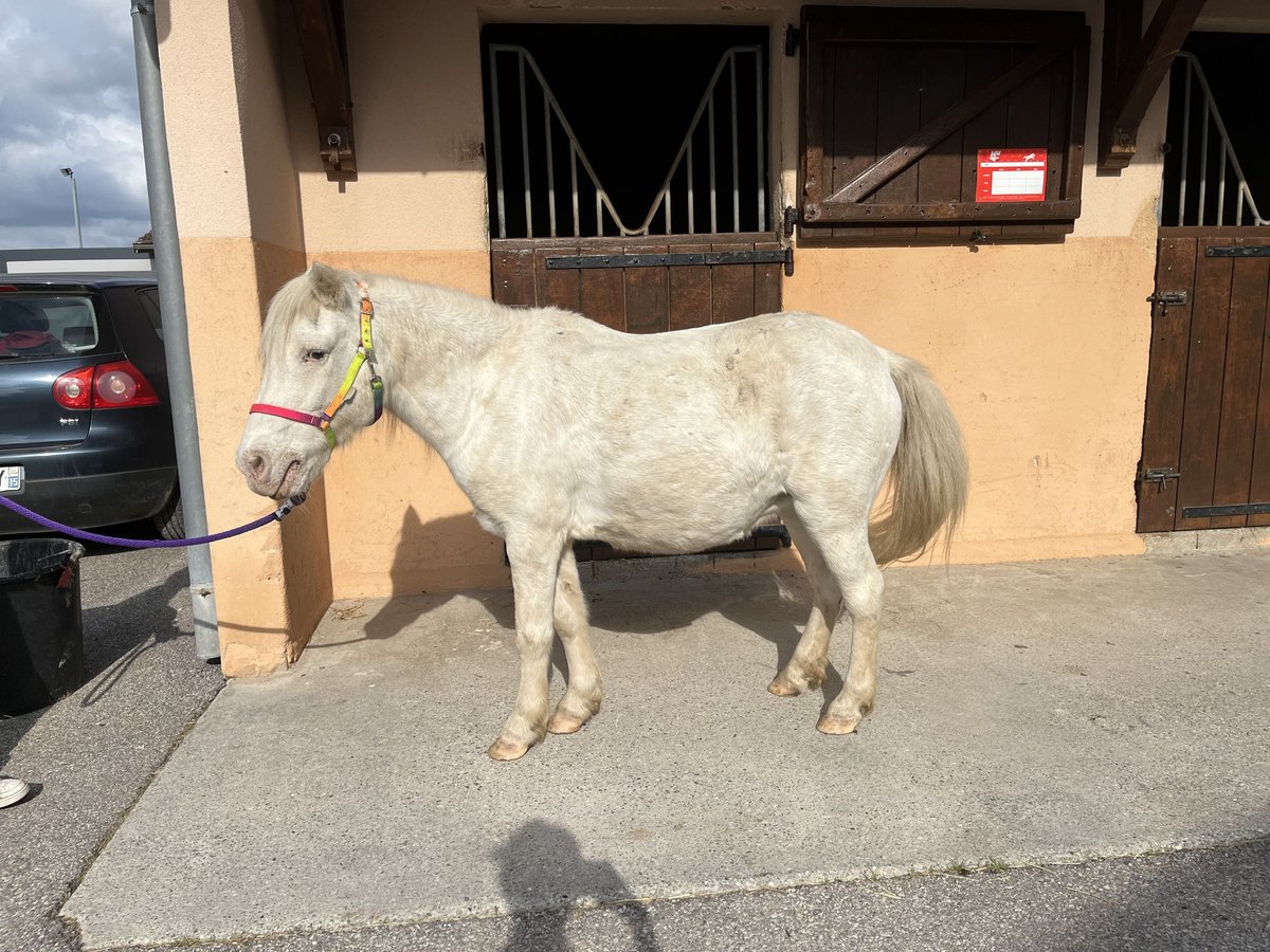 Shetland Ponys Merrie 20 Jaar 112 cm Wit in CourtenayMorestel