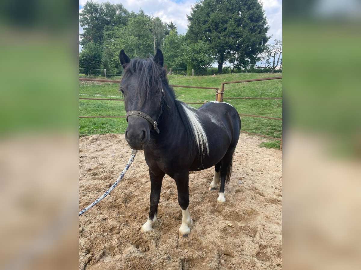 Shetland Ponys Merrie 2 Jaar 95 cm Gevlekt-paard in Mettmann