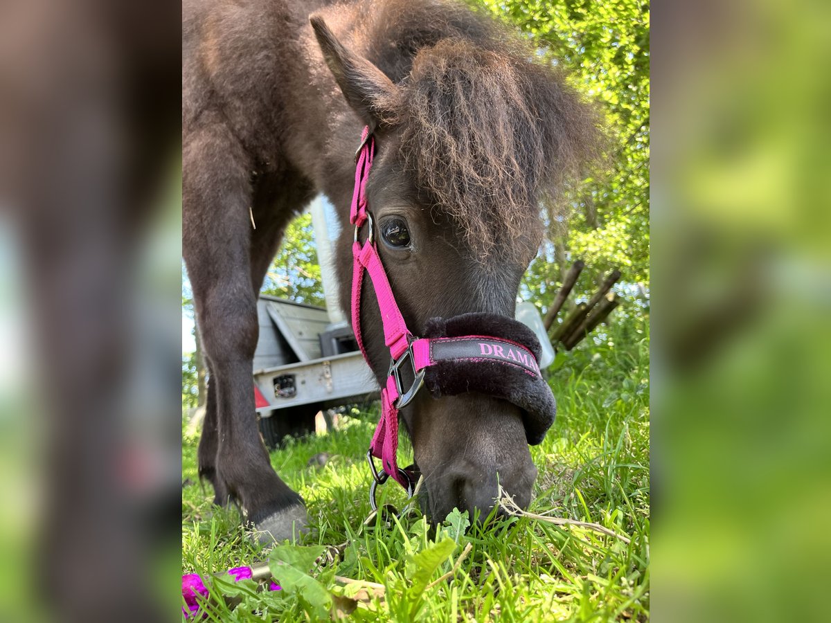 Shetland Ponys Merrie 2 Jaar 95 cm Zwartbruin in Heerjansdam