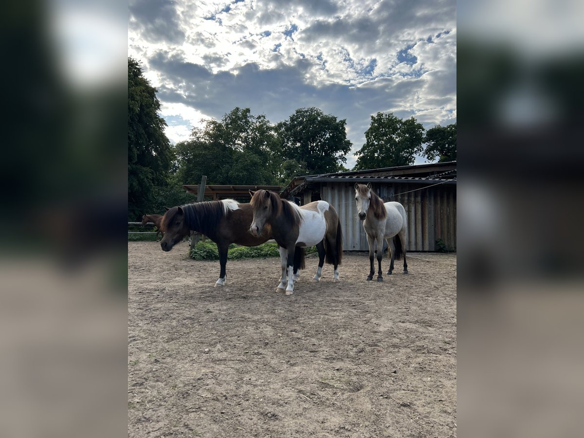 Shetland Ponys Merrie 3 Jaar 112 cm Gevlekt-paard in Oldendorf